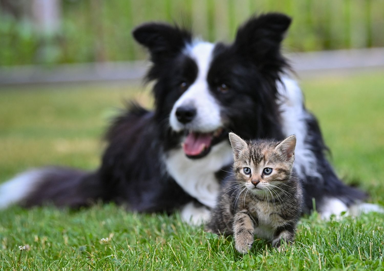 Cane e gatto