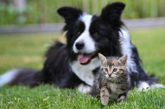 Cane e gatto