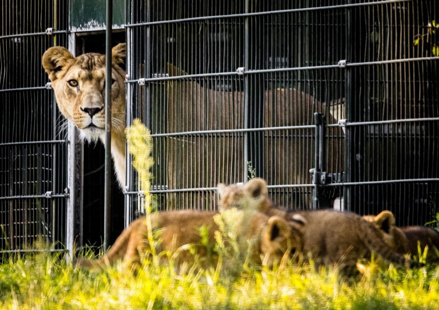 attacco leone giappone safari