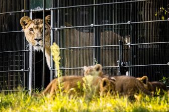 attacco leone giappone safari