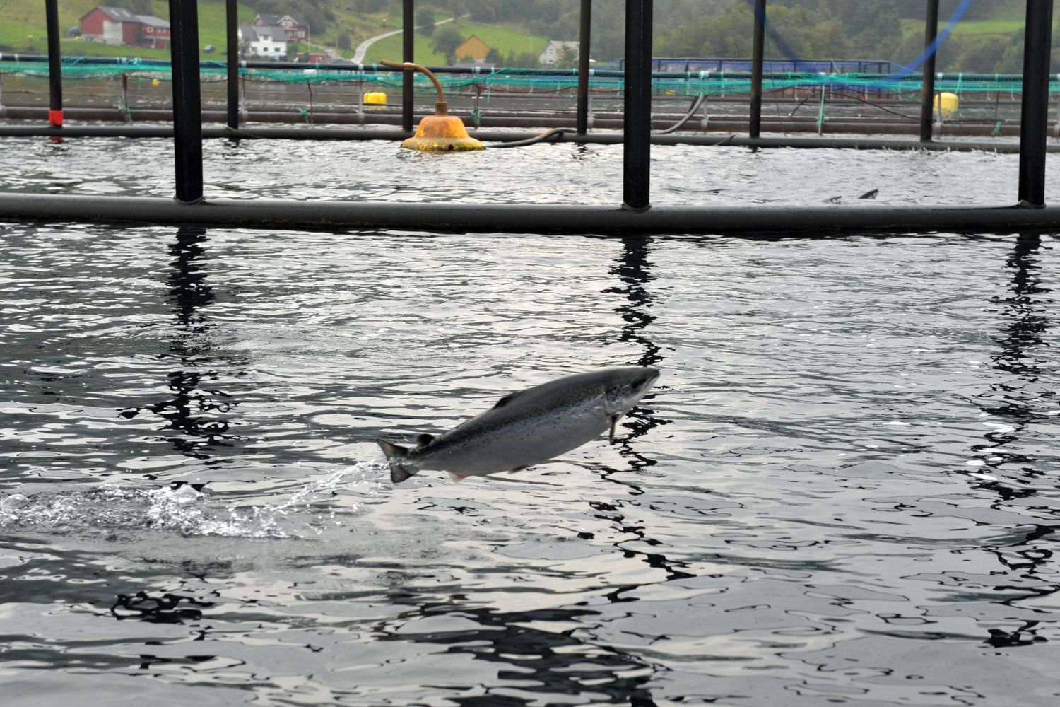 Un salmone d'allevamento