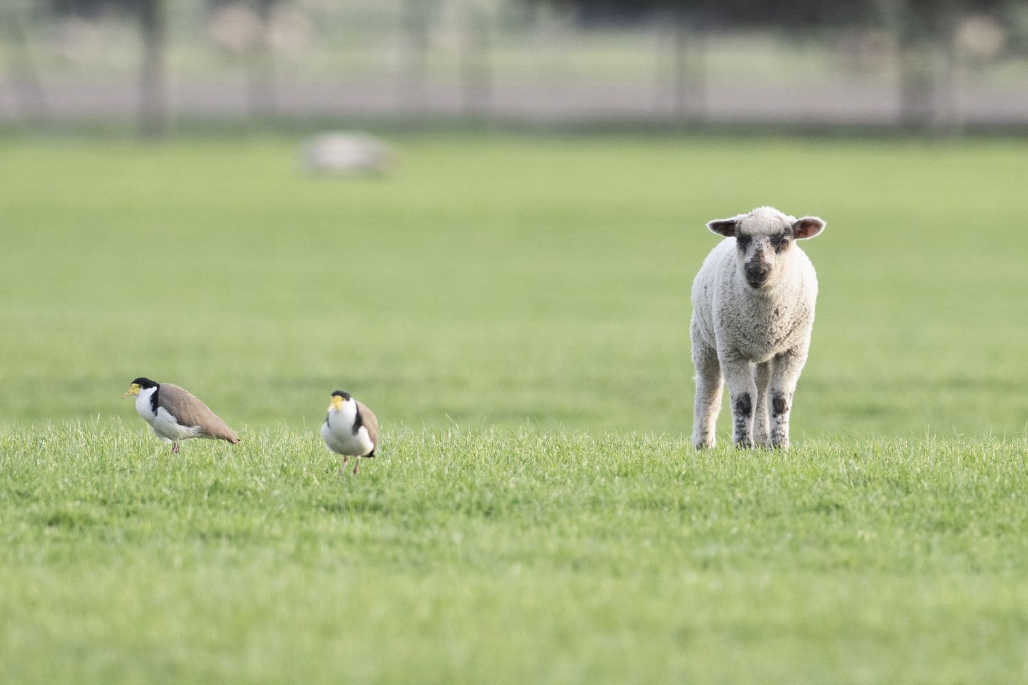 Una pecora (immagine di repertorio)