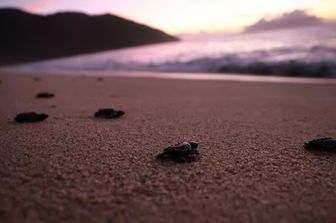 Piccoli di Caretta Caretta si dirigono verso il mare