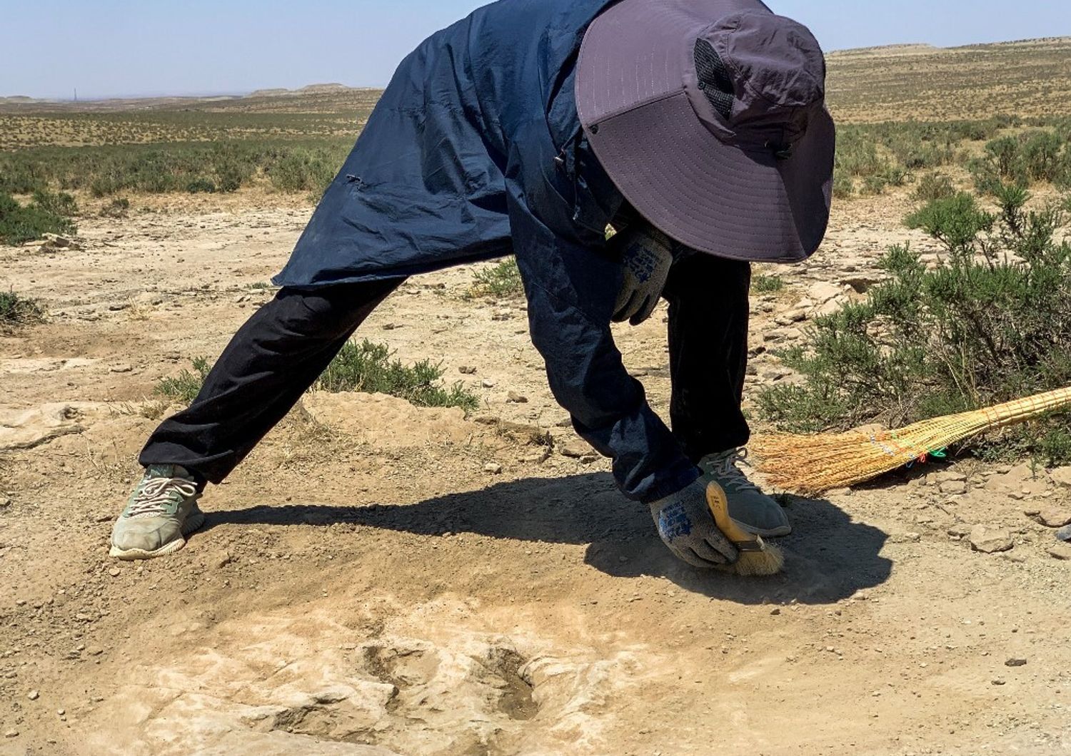 Impronte fossili