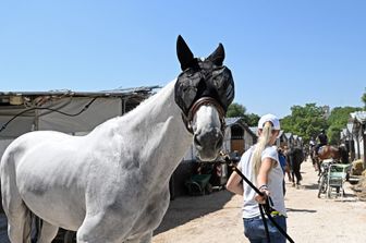 Concorso ippico a Roma&nbsp;