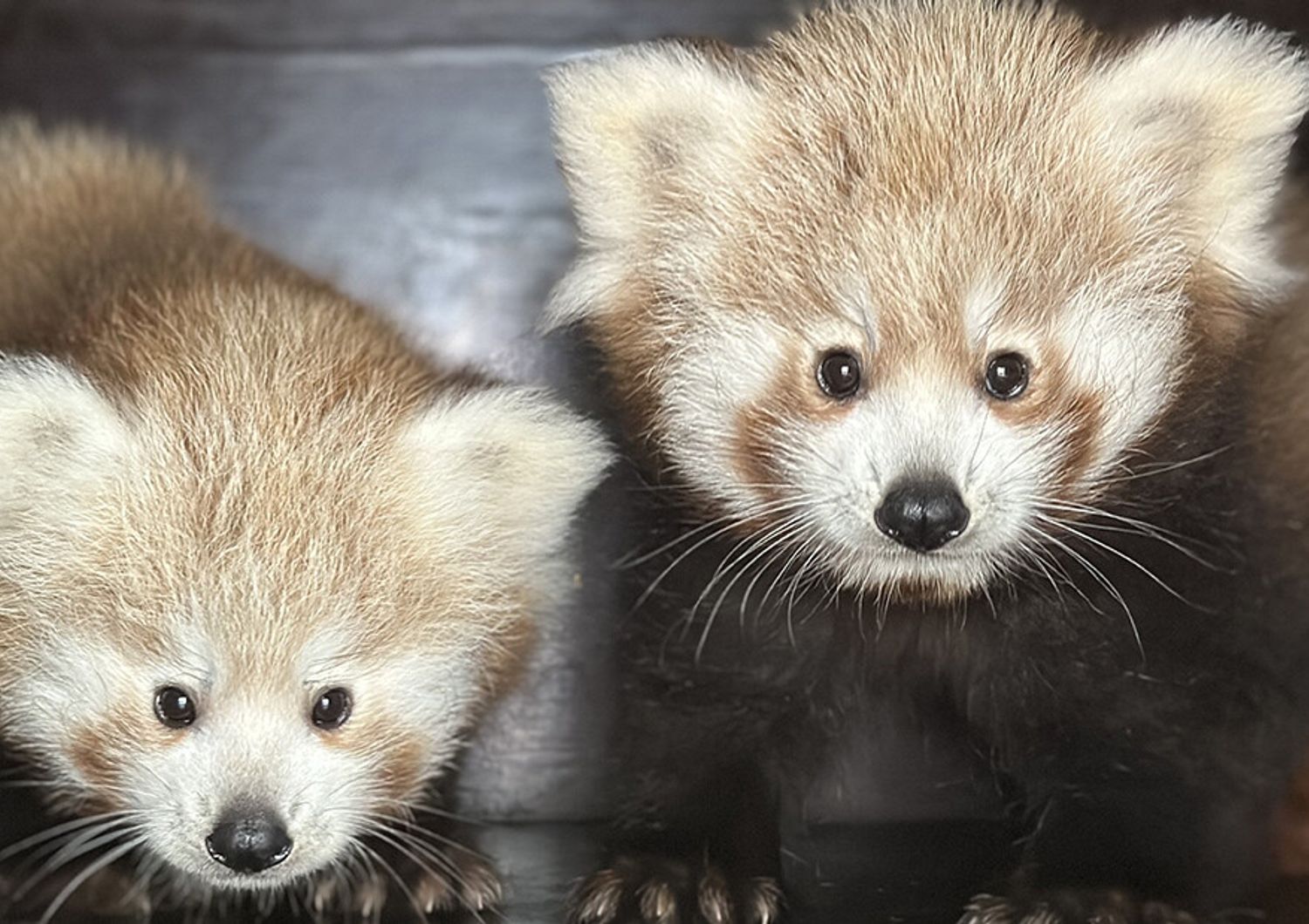 I due cuccioli di panda rossi
