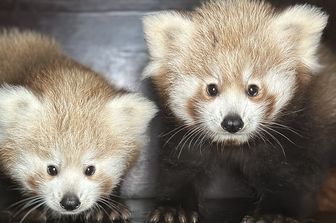 I due cuccioli di panda rossi