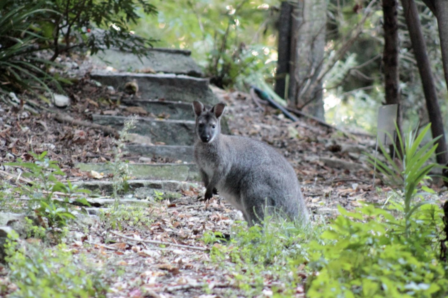Canguro Wallaby&nbsp;