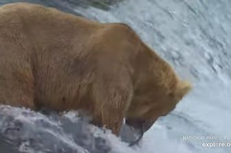 orsa mangiatrice di salmone vince gara fat bear week