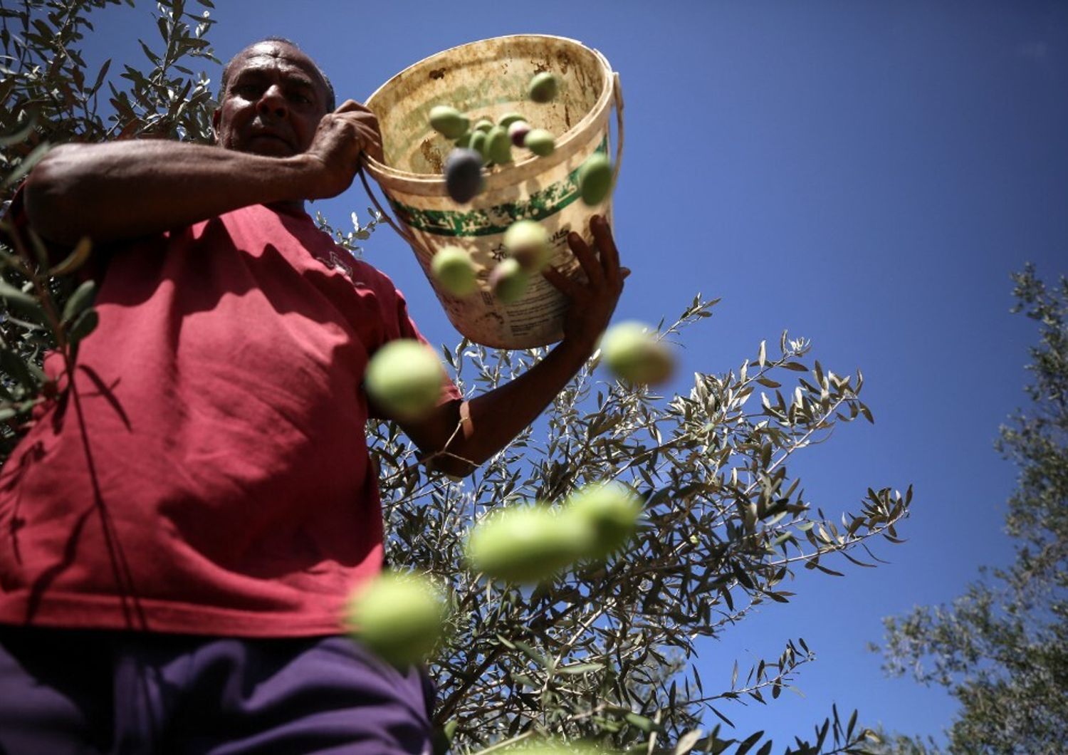 Raccolta olive in Turchia