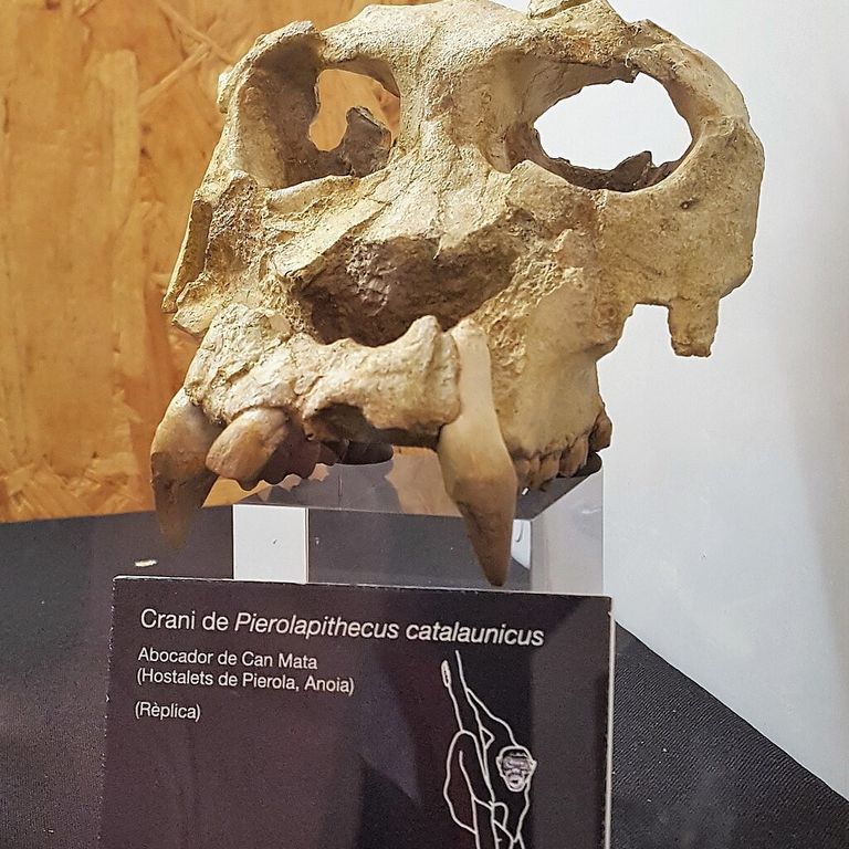 ricostruito volto antica grande scimmia europea