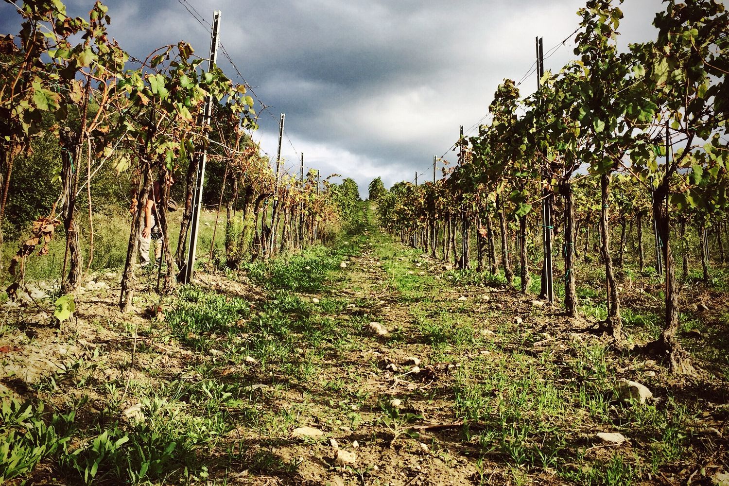 Vigna a Cerveteri&nbsp;