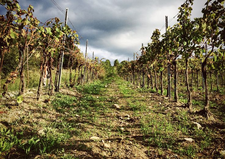 Vigna a Cerveteri&nbsp;