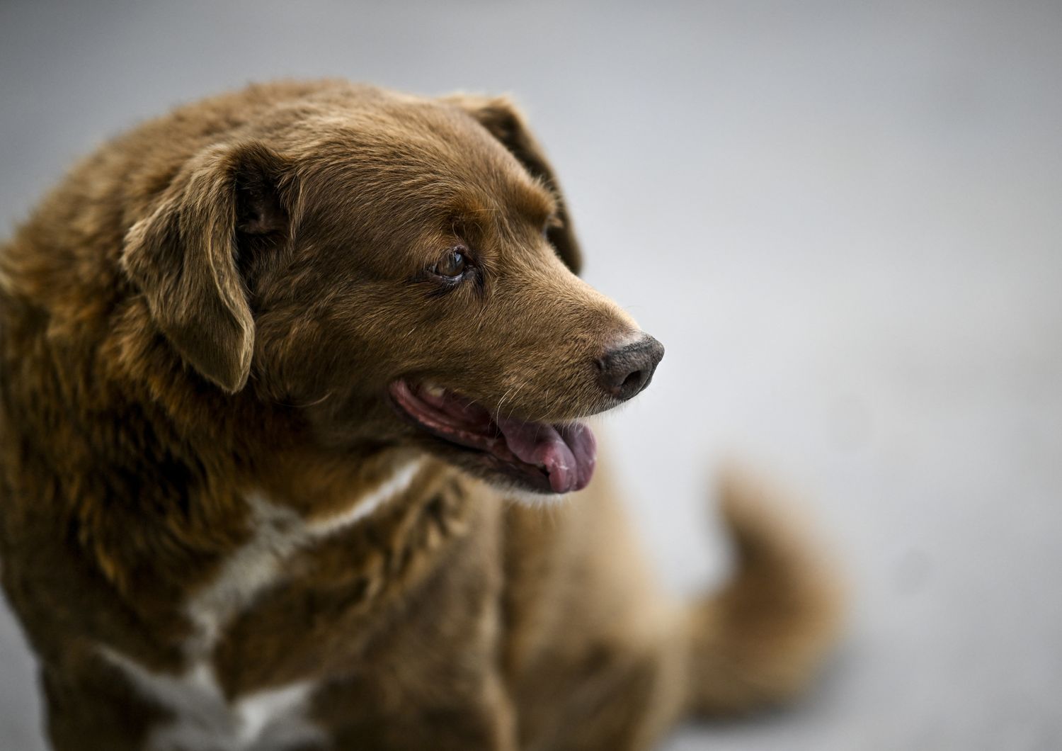 È morto Bobi, il cane più vecchio del mondo