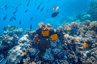 mediterraneo segna record corallo