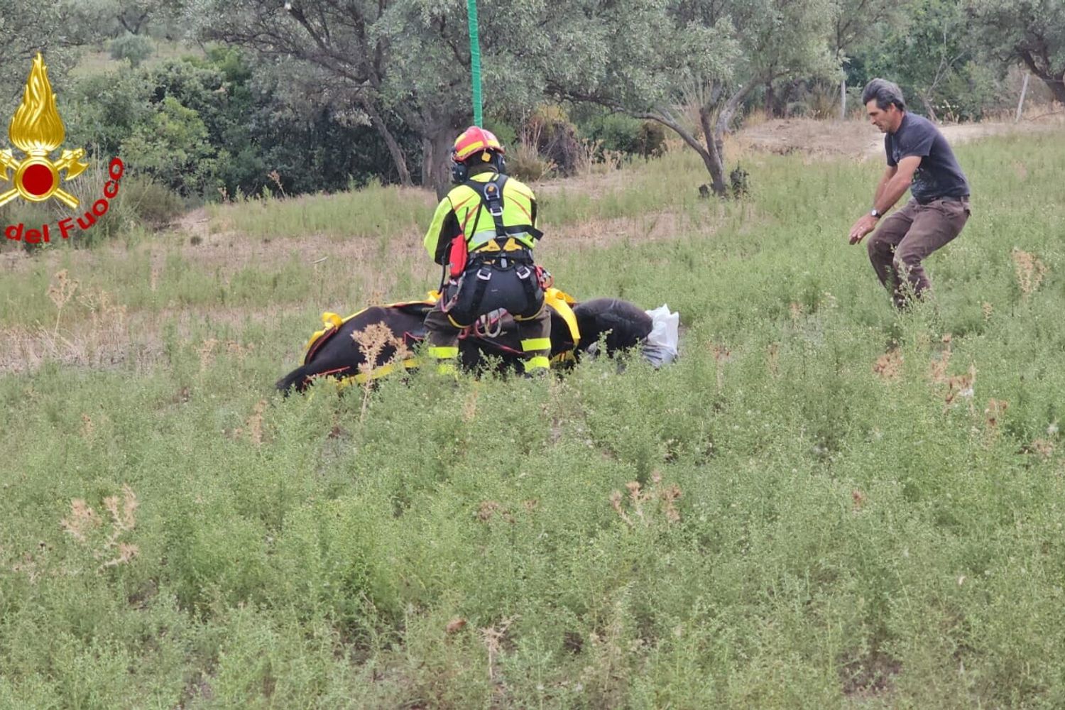 Cavallo salvato in Calabria