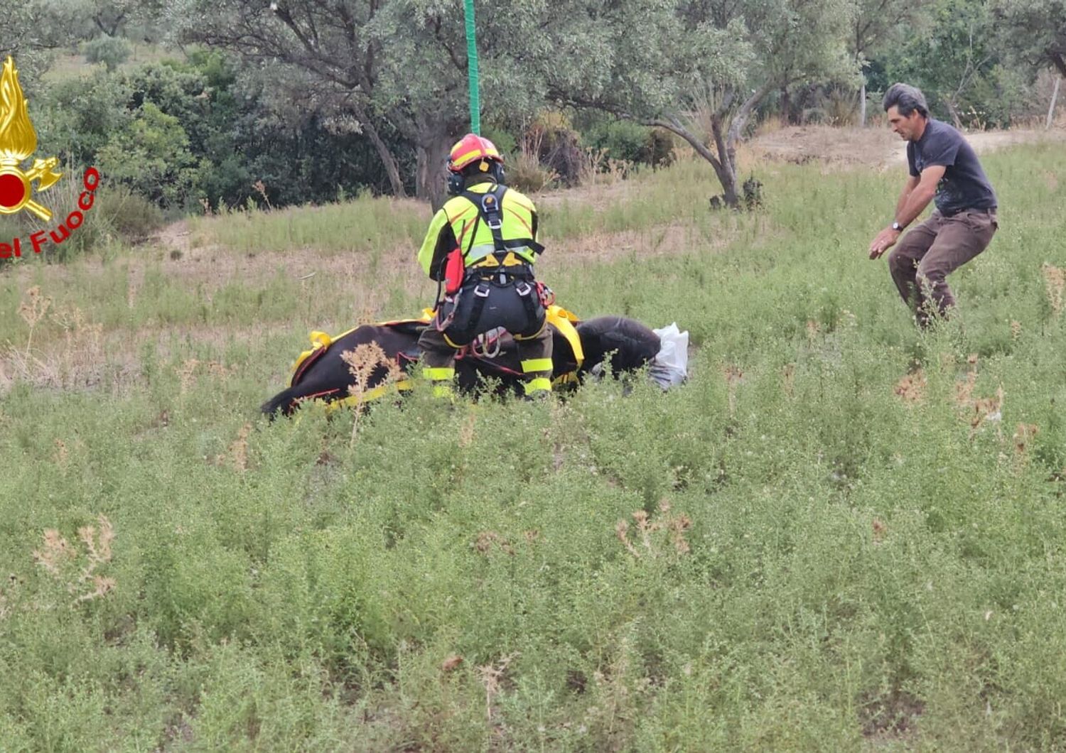 Cavallo salvato in Calabria