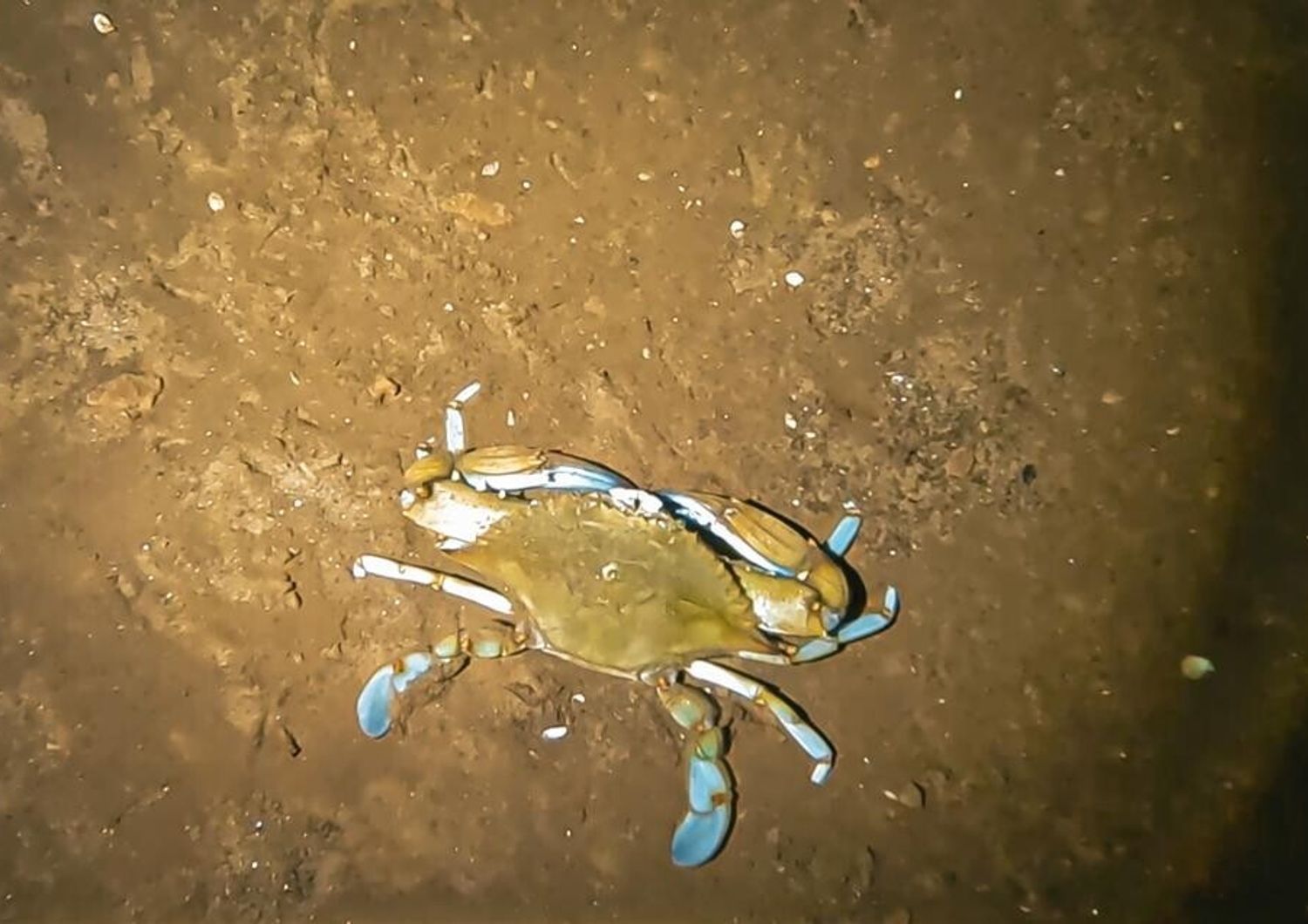 Un esemplare di granchio blu trovato nella Grotta del Bue Marino