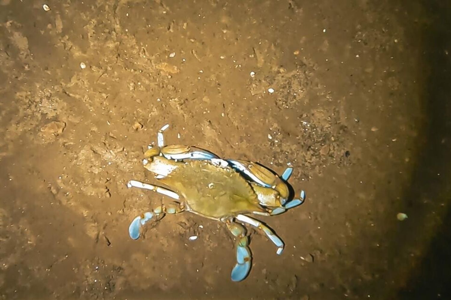 Un esemplare di granchio blu trovato nella Grotta del Bue Marino