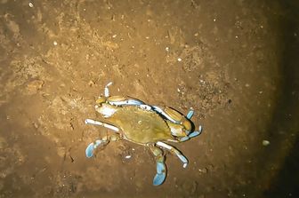 Un esemplare di granchio blu trovato nella Grotta del Bue Marino