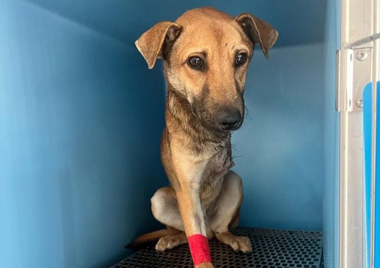 La storia di Hook, il cane che ha perso una zampa in una trappola per ...