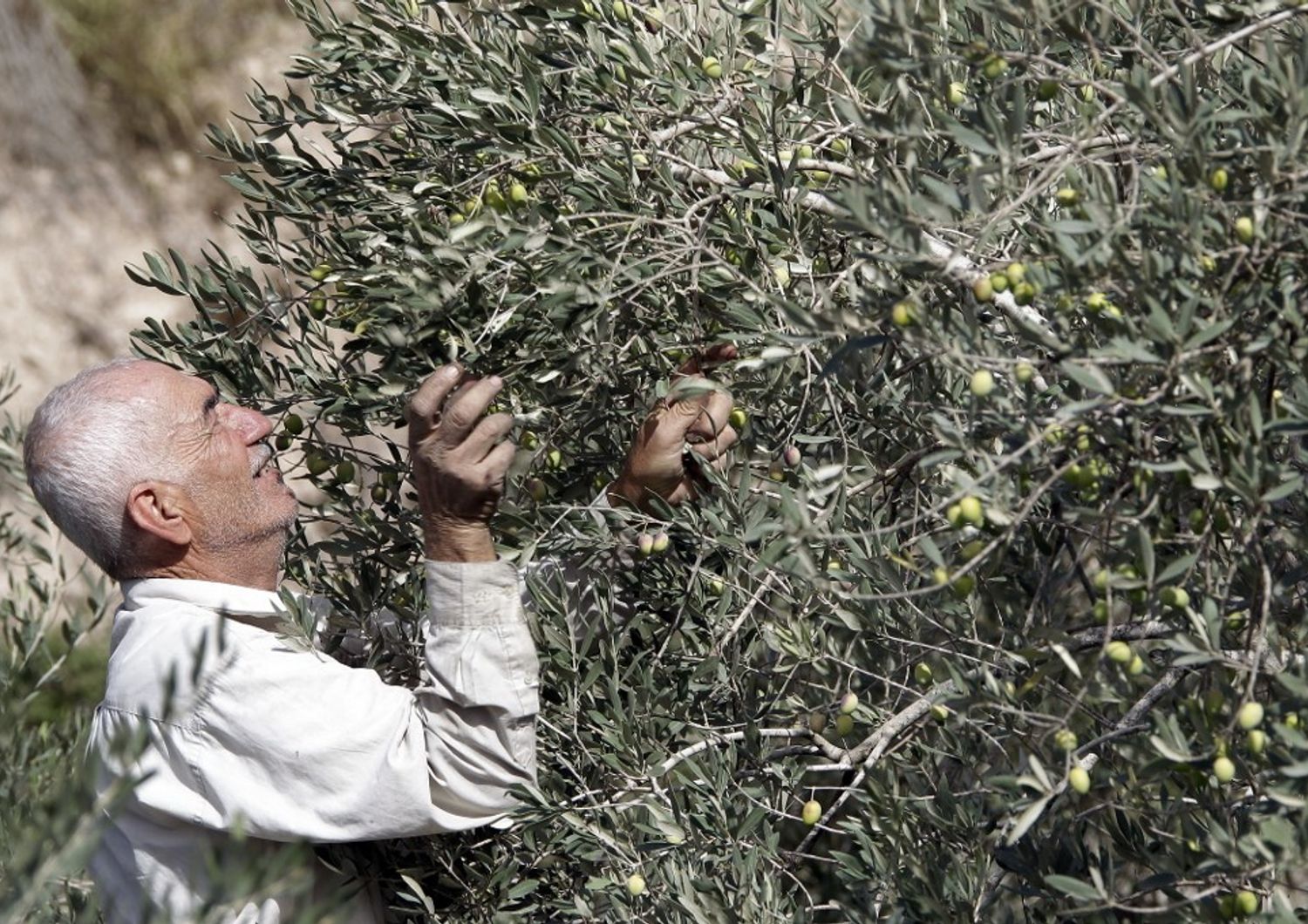 Raccolta olive in Libano