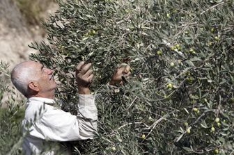 Raccolta olive in Libano