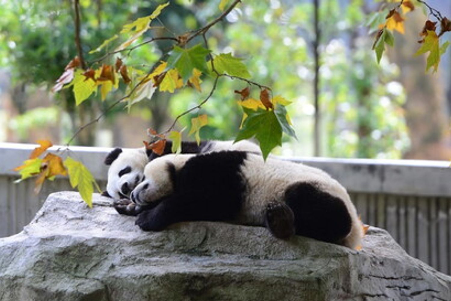 Panda allo zoo&nbsp;