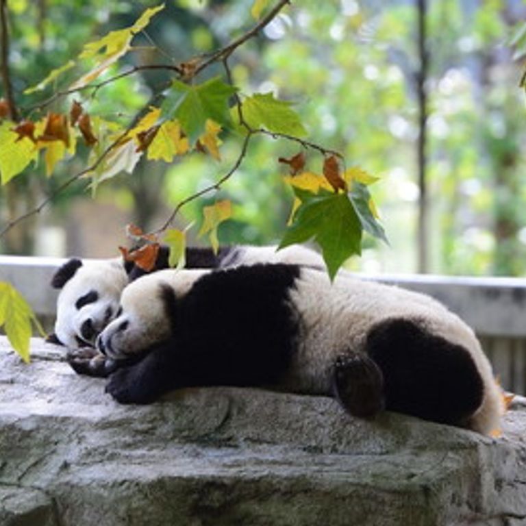 Panda allo zoo&nbsp;