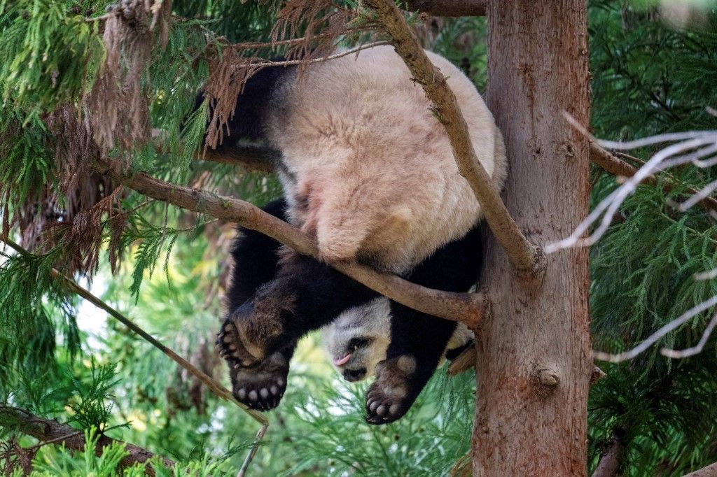Il panda Qi Ji hangs allo zoo di Washington, 2023