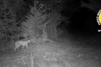 Avvistamento di una lince del Gran Paradiso