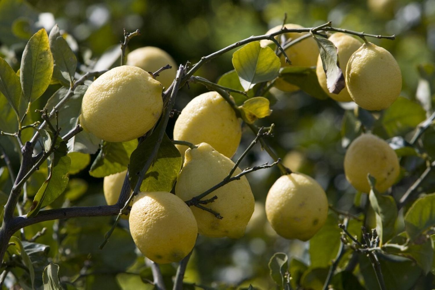 Limoni di Sicilia