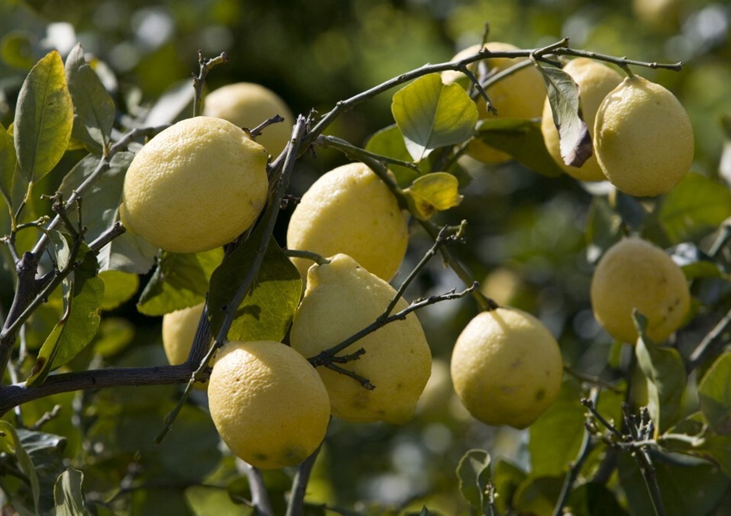 Limoni di Sicilia