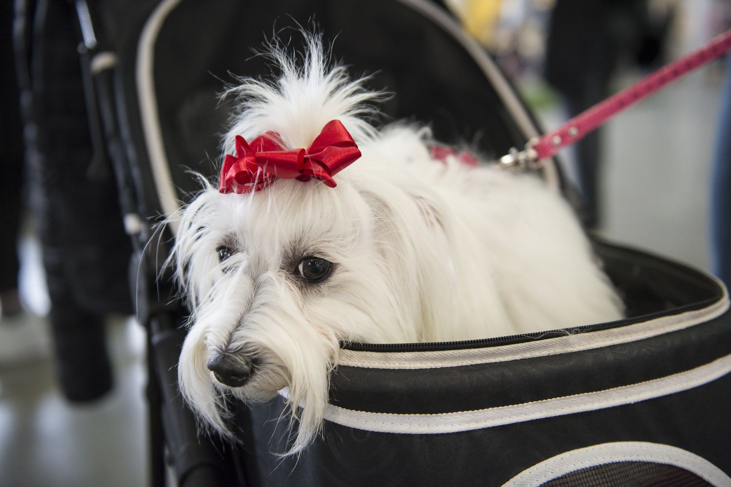 &nbsp;cane al guinzaglio in carrozzina