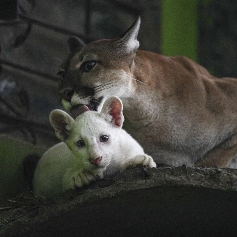 Puma albino in Nicaragua
