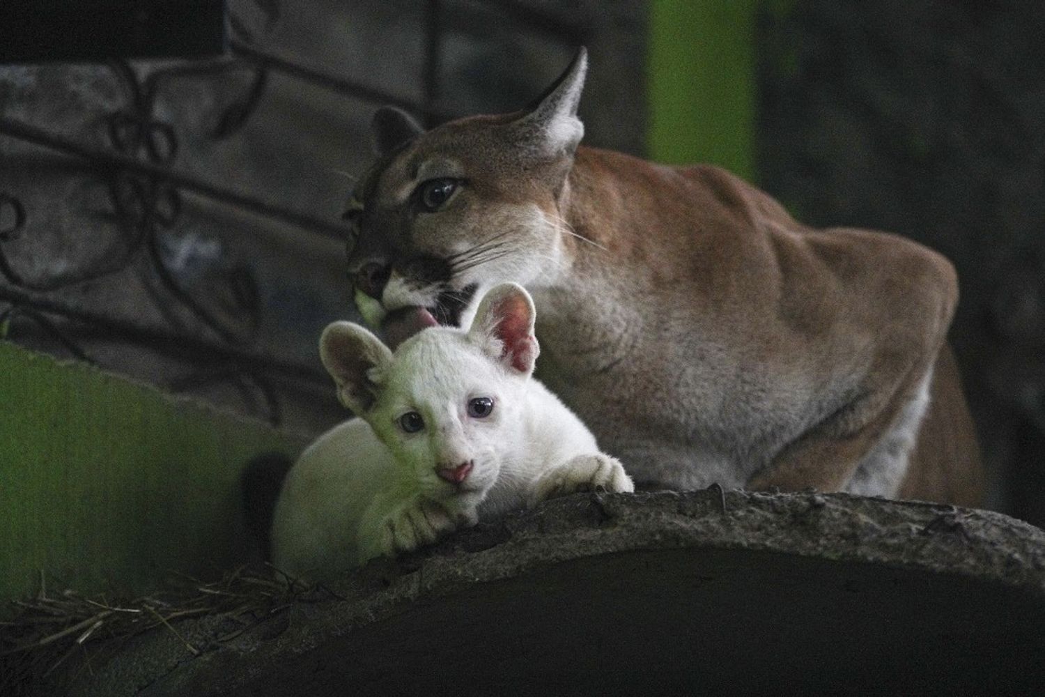 Puma albino in Nicaragua