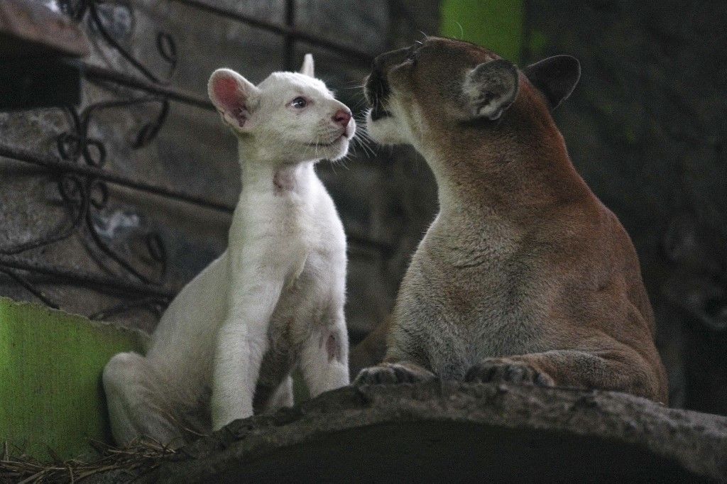Puma albino e sua madre