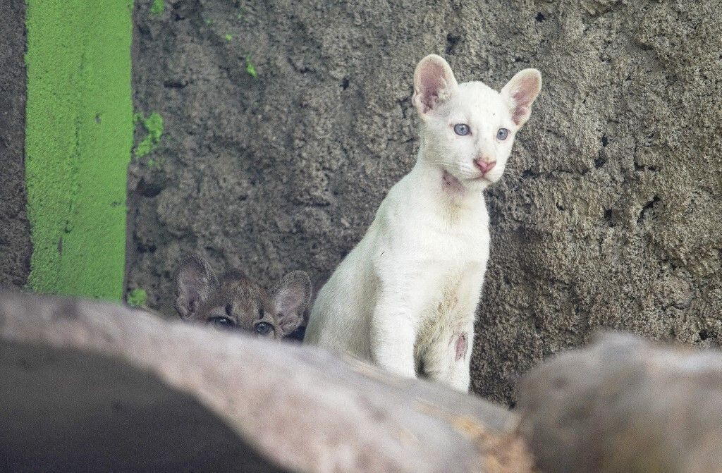 &nbsp;Puma albino