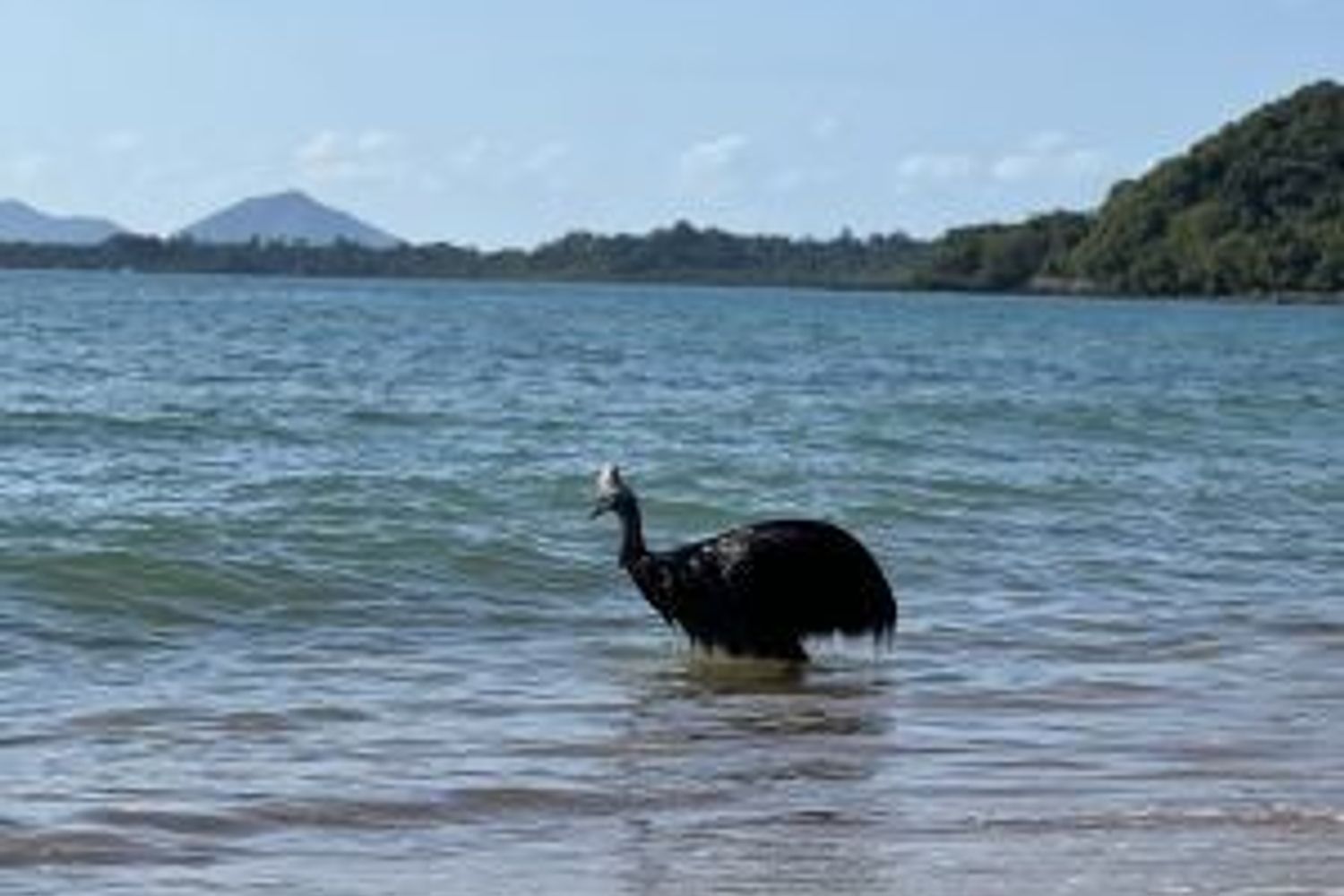 Casuario avvistato in Australia