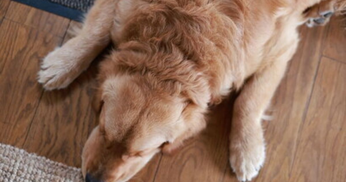 Alexa lancia CalmaZampa: la nuova skill per calmare gli animali impauriti dai tuoni