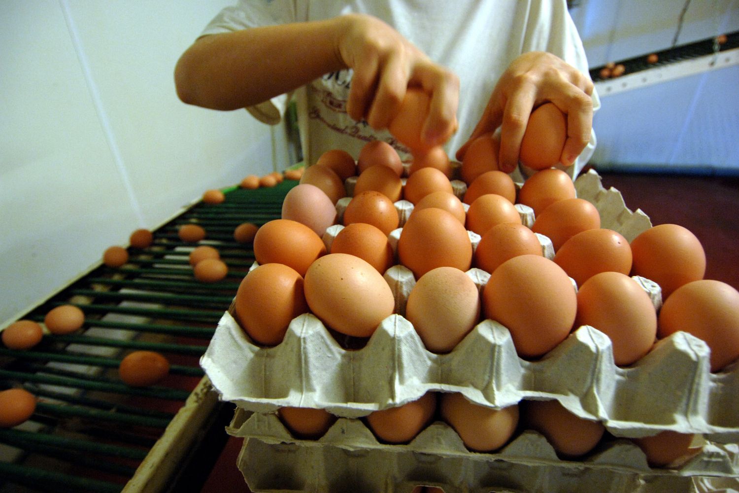 &nbsp;uova d'allevamento