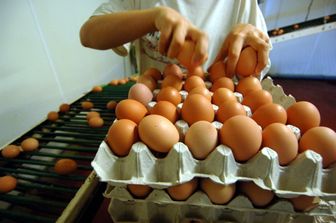 &nbsp;uova d'allevamento