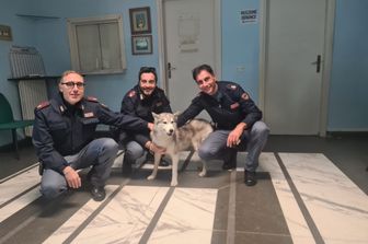 Cane della polizia arruolato