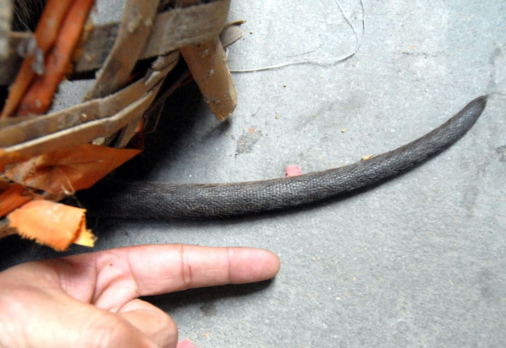 &nbsp;Ratto 'gigante' di circa 3 chilogrammi