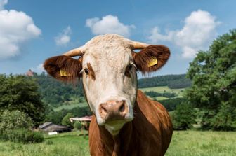Ti senti stressato? Coccola una mucca, dice un&#39;azienda lattiero-casearia del Regno Unito