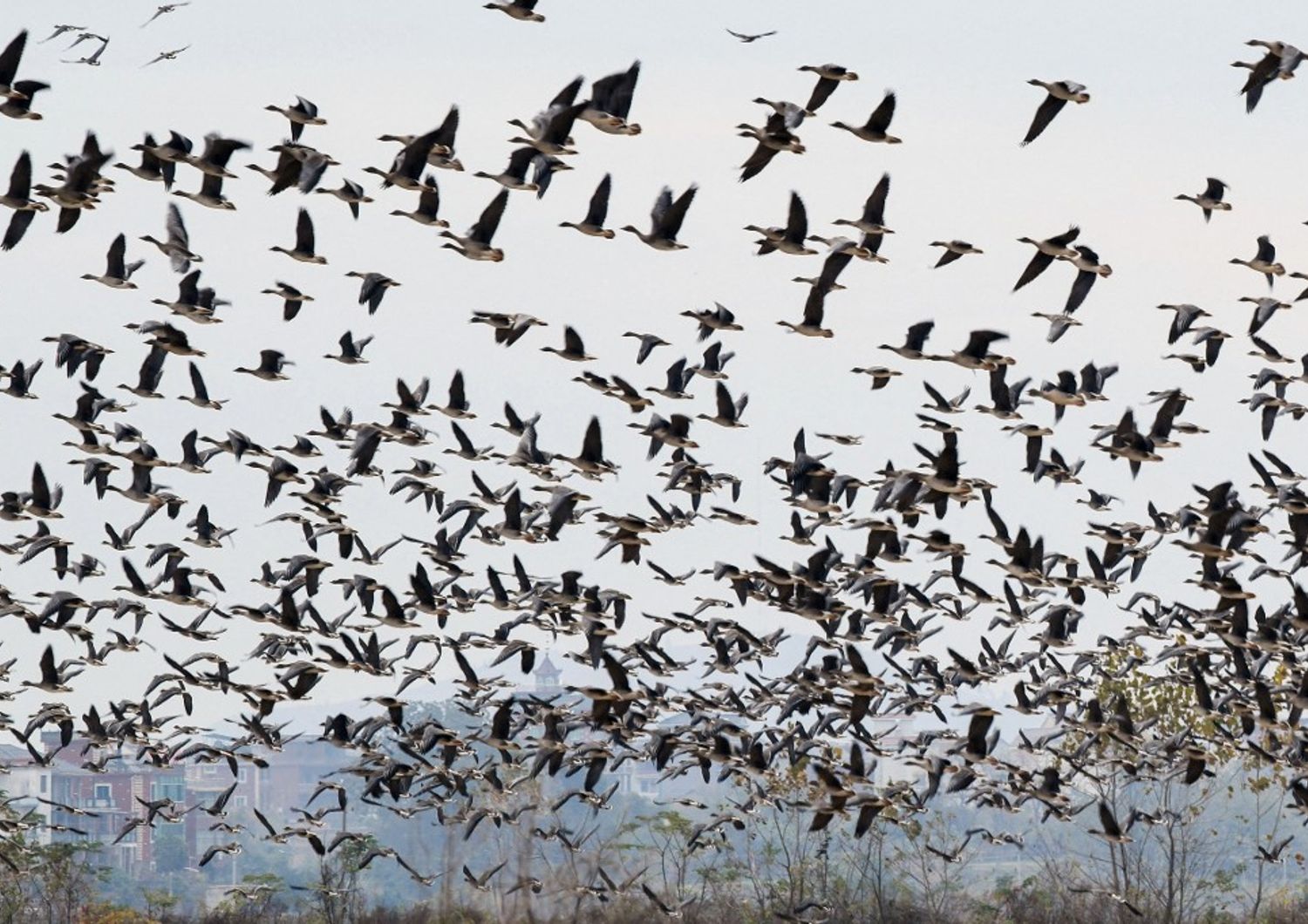 Uccelli migratori