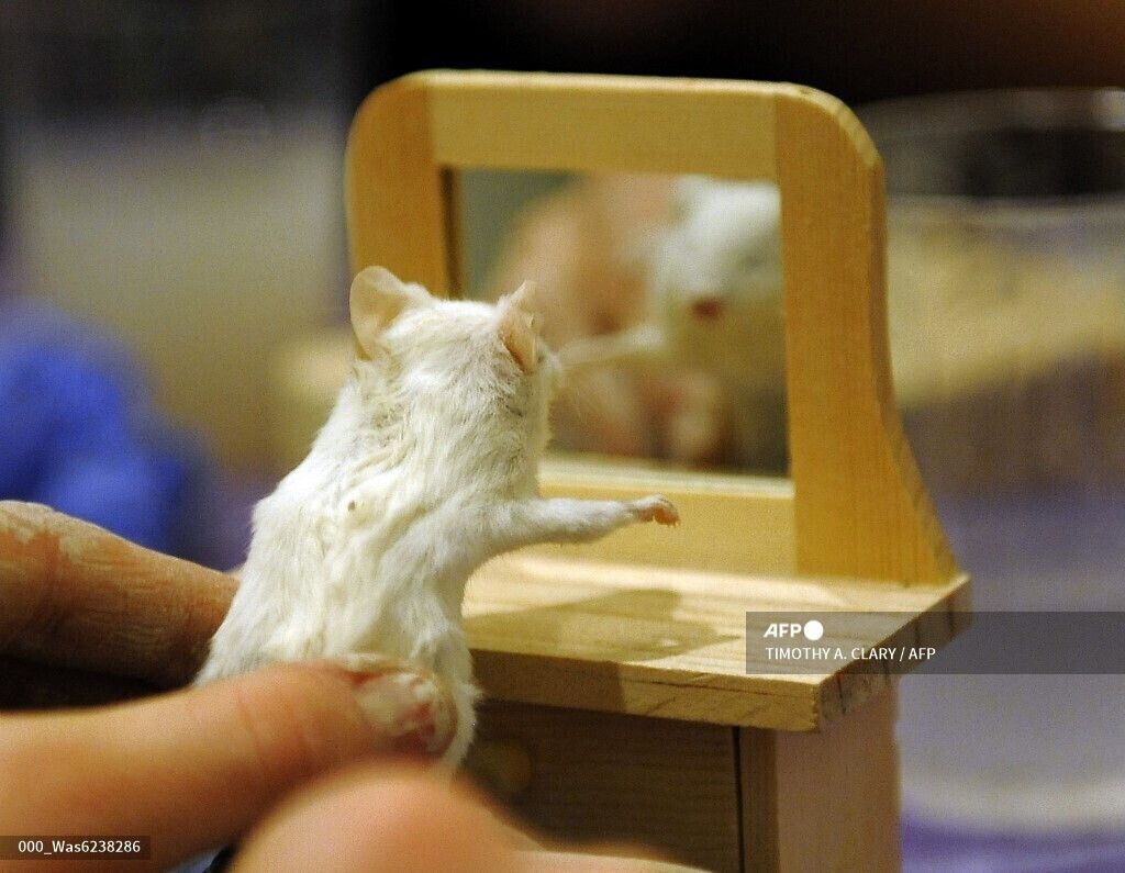 &nbsp;Esperimenti con i topi