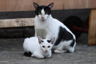 palermo strage gatti monreale opia denuncia