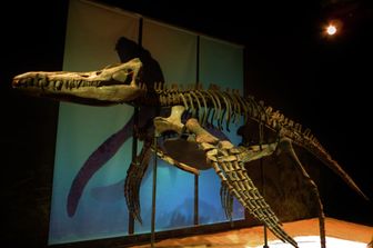 Lo scheletro di un pliosauro