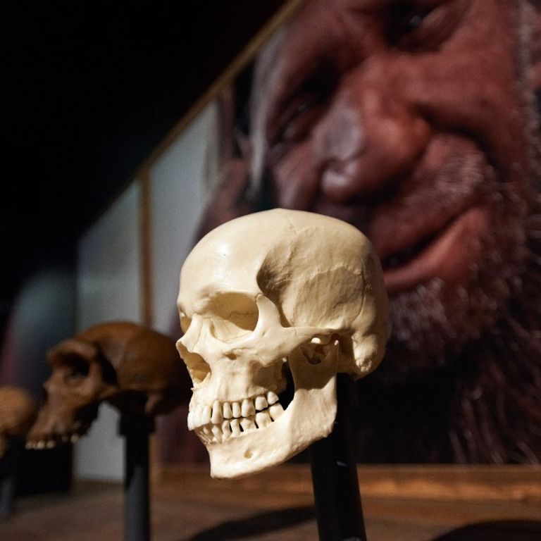 &nbsp;Uomo di&nbsp;Neanderthal